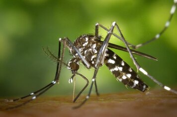 Você já combateu a dengue hoje? Bastos faz isso todos os dias!