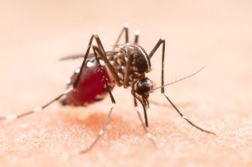 Ações de prevenção e combate a dengue reduziram número de casos positivos e evitaram mortes 