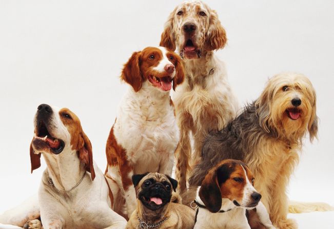 Vigilância em Saúde e Zoonose inicia inquérito canino para detecção de leishmaniose