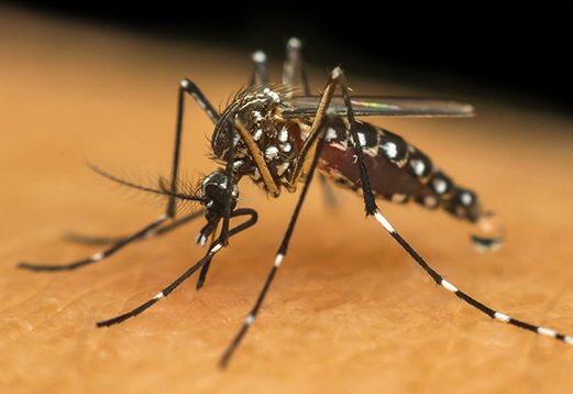 Dengue e Chikungunya: novos números